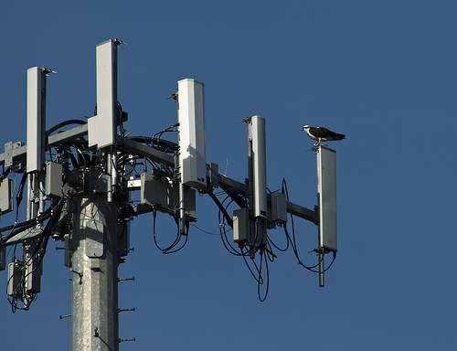 Cell Tower and Osprey
