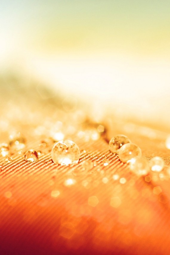 Orange Drops
