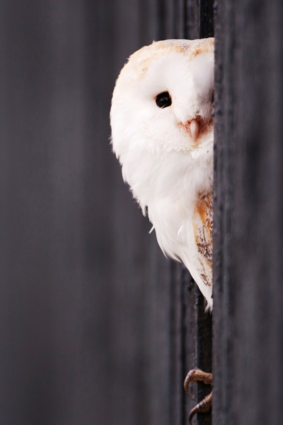 Owl wallpaper