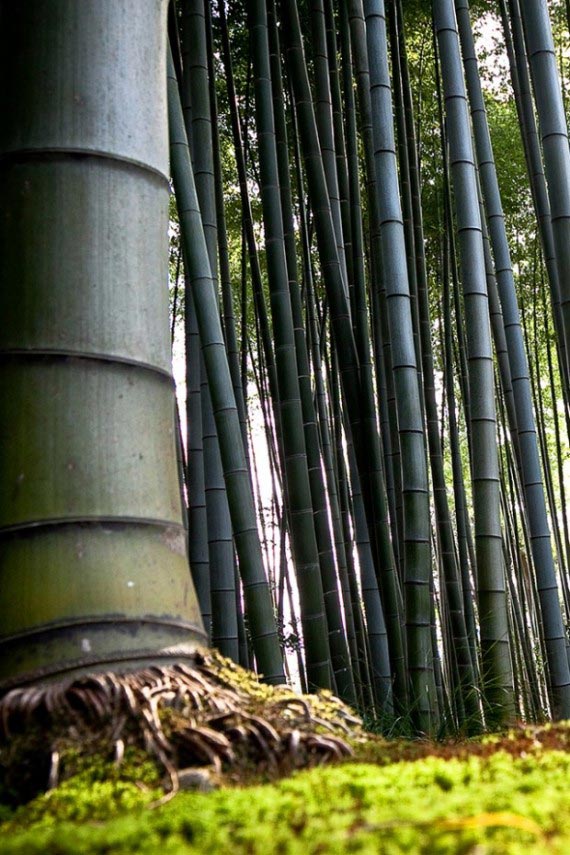 Bamboo HD Wallpaper