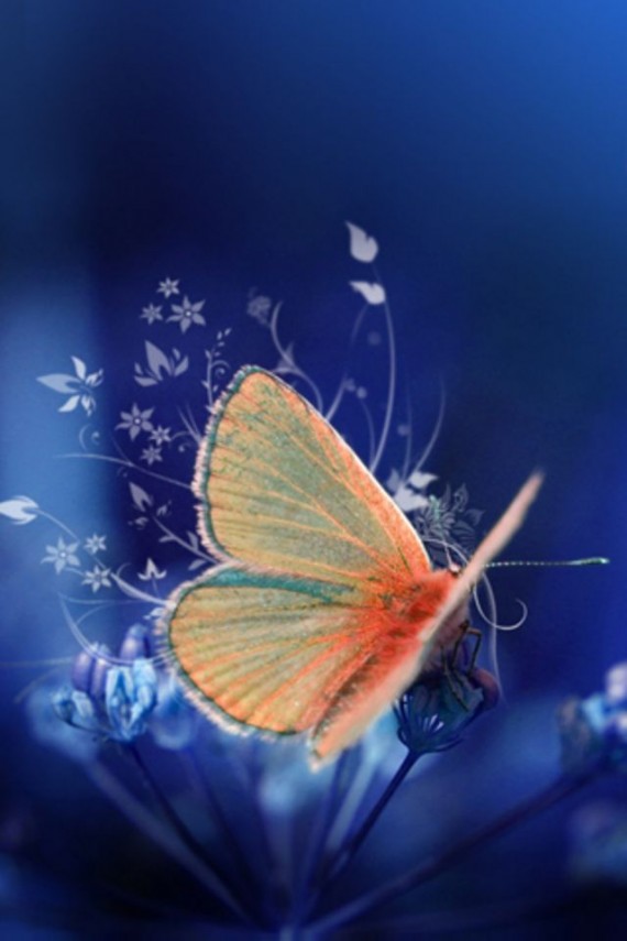 butterfly iphone retina wallpapers