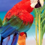 Tropical-Colors-Parrot