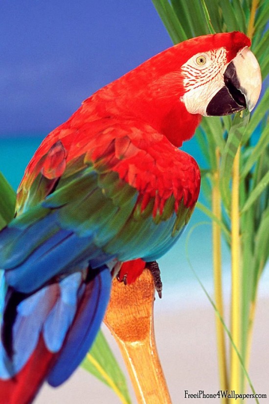 Tropical-Colors-Parrot