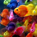 iPhone4-Wallpaper_fish