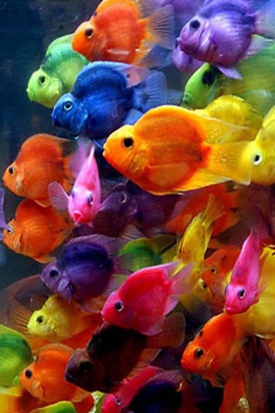 iPhone4-Wallpaper_fish