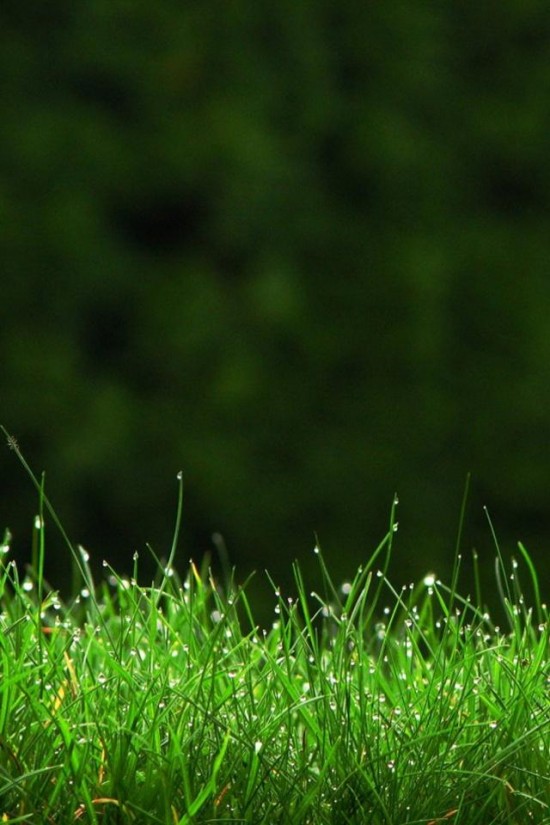 iPhone4-Wallpaper_grass