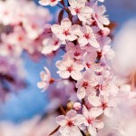 cherry-blossoms