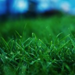 fresh-grass
