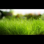 green_grass-wallpaper