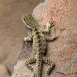 lizard-1024x1024-wallpaper-5316