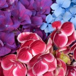 varied-hydrangeas-1024x1024-wallpaper-5799