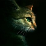 cat-in-dark-htc-desire-wallpaper