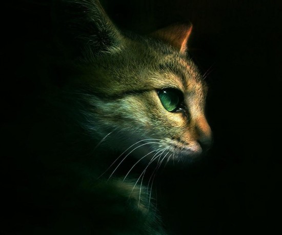 cat-in-dark-htc-desire-wallpaper