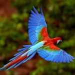 HTC Desire Wallpapers colorful parrot