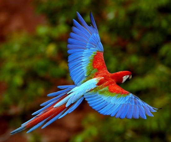 HTC Desire Wallpapers colorful parrot