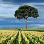 HTC Desire Wallpapers tree