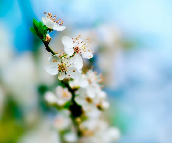 HTC Desire Wallpapers white flower