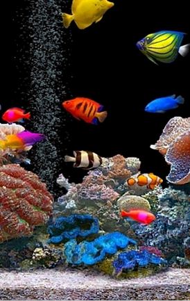 https://www.geeknaut.com/images/2012/04/Fish-swimming-in-a-aquarium.jpg