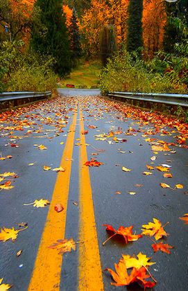 Red,Leaves,Autumn