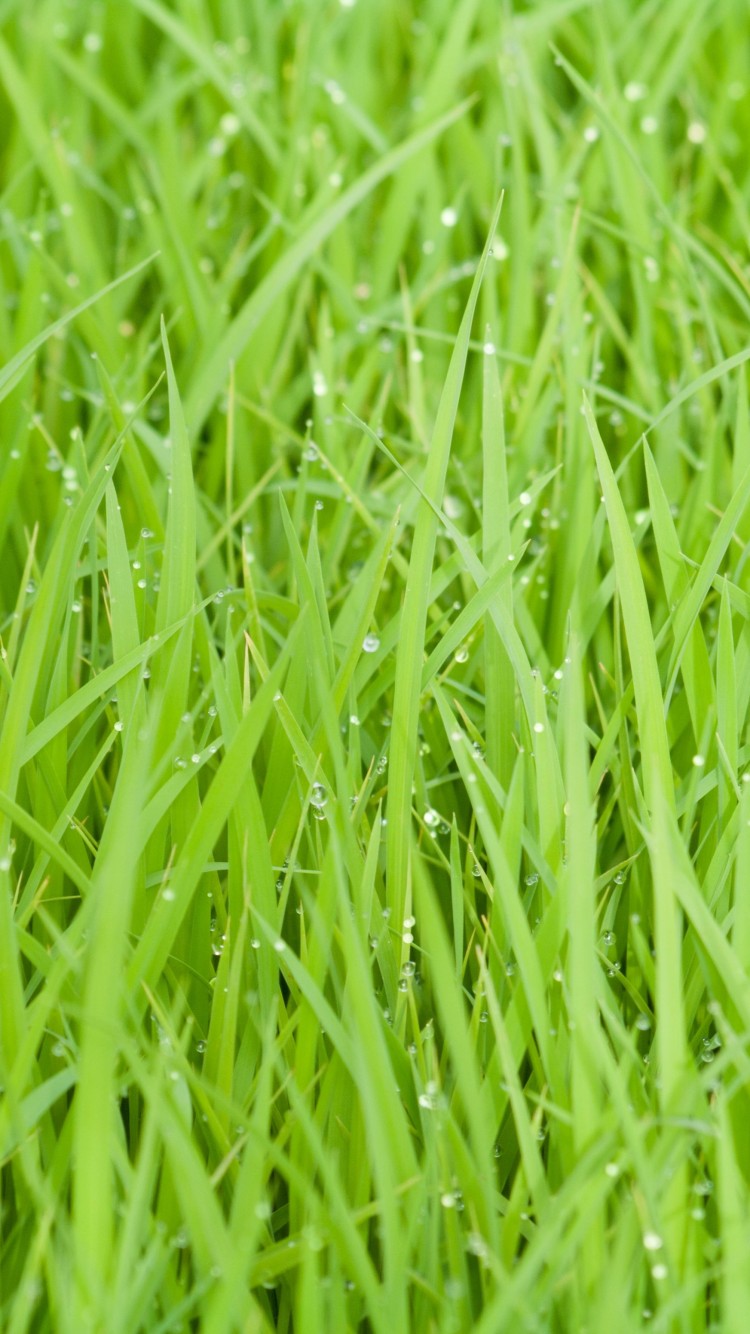 Green-Grass
