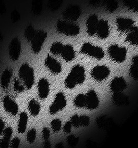 mac-os-wallpapers