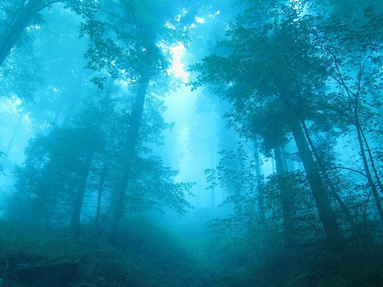 Blue Forest