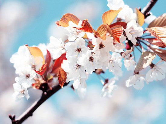 Cherry Flowers