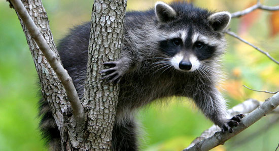 Racoon