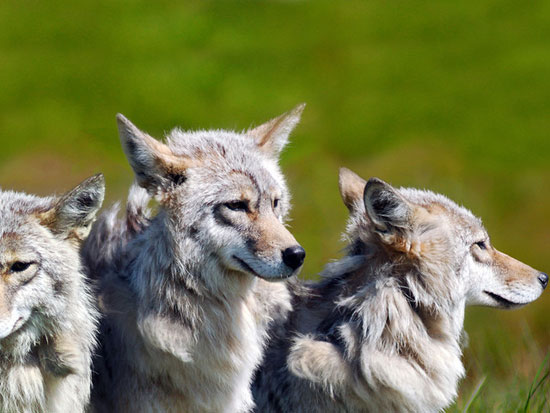 Three Brother Wolves