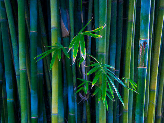 Bamboo High Res