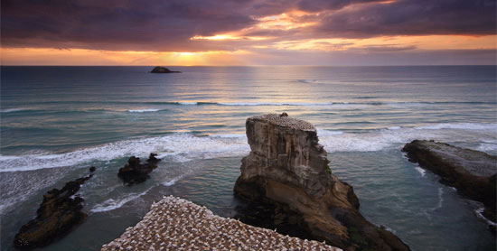 Muriwai Gannet Colony