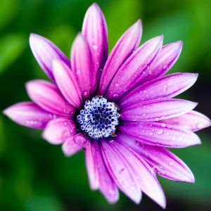 Daisy
