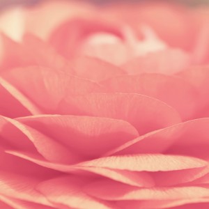 Pink Flower Closeup