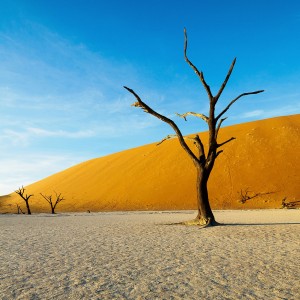 desert tree