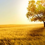 landscapes tree wallpaper