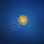vladstudio jellyfish wallpaper